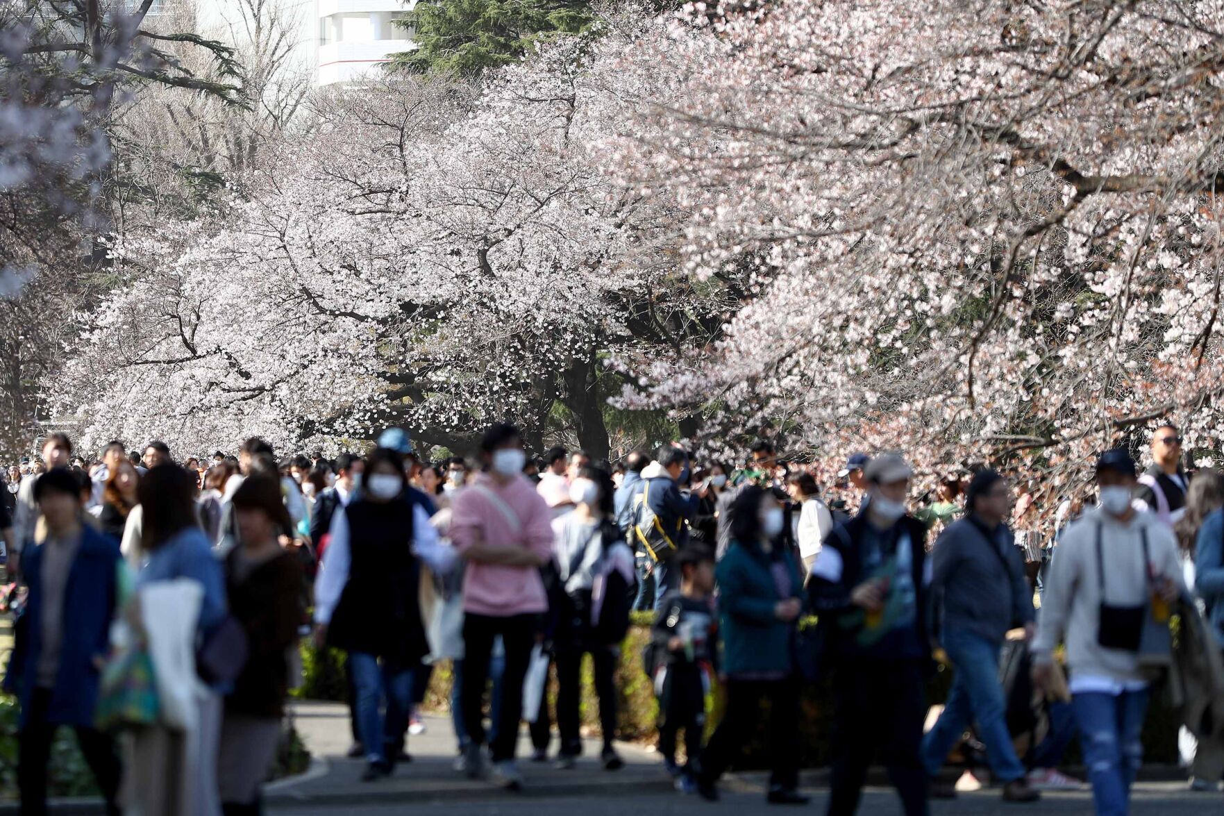 Japan cherry blossoms